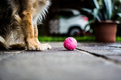 Close-up of a dog with ball on the footpath