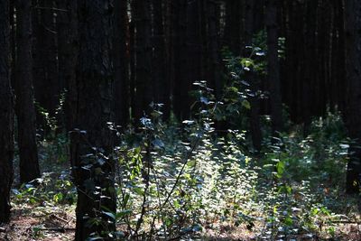 Trees growing in forest