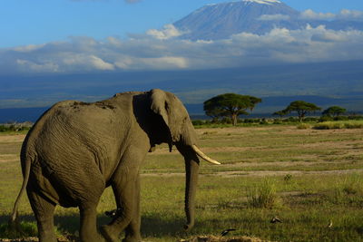 Elephants on field against mountain