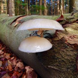 Close-up of mushrooms in forest