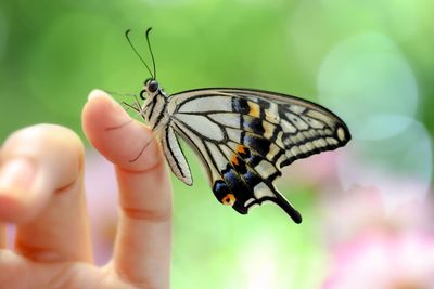 Close-up of butterfly on hand