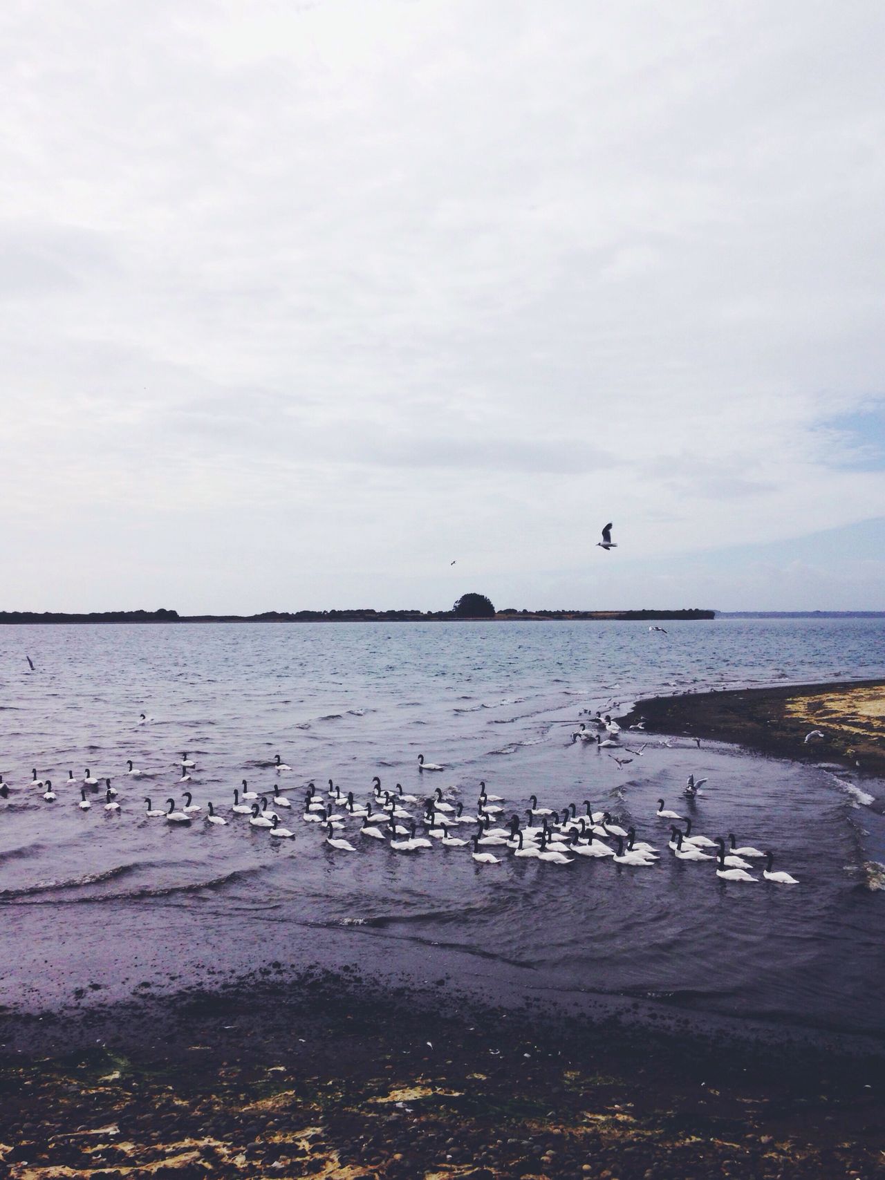 Black and white swans