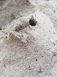 High angle view of insect on sand