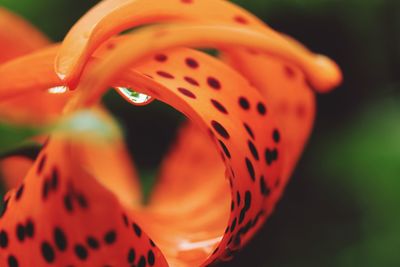 Close-up of orange flower