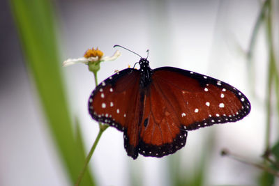 Close-up of butterfly on plant