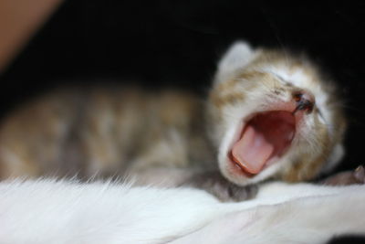 Close-up of a cat