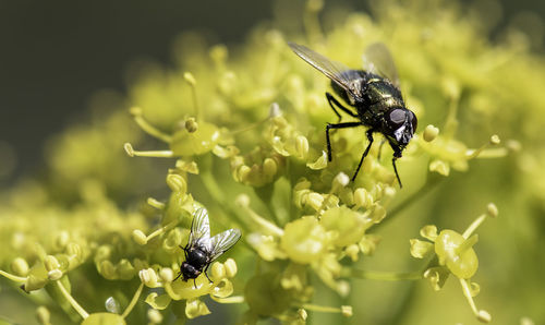 Flies on flower
