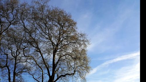 Low angle view of bare tree against blue sky