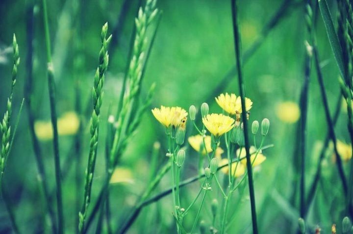 growth, flower, plant, freshness, beauty in nature, nature, focus on foreground, green color, fragility, close-up, leaf, stem, yellow, field, selective focus, grass, outdoors, growing, blooming, day