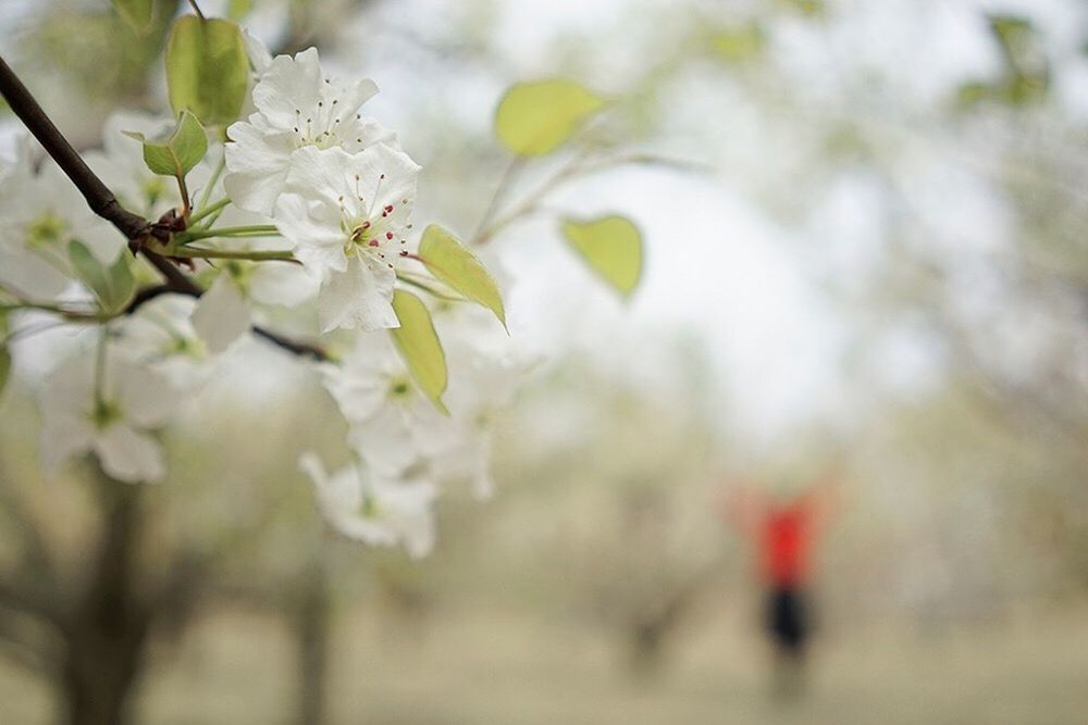 flower, freshness, growth, fragility, focus on foreground, tree, nature, beauty in nature, branch, petal, selective focus, blossom, cherry blossom, white color, blooming, close-up, springtime, in bloom, day, outdoors