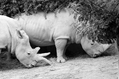 Side view of two rhinoceros