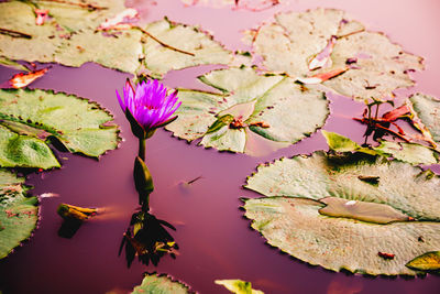 Close-up of pink lotus water lily in lake