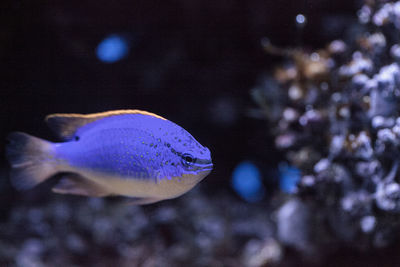 Close-up of fish swimming in aquarium