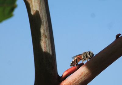 Low angle view of hand holding insect against clear sky