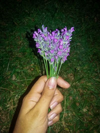 Cropped hand holding purple flowering plant in field