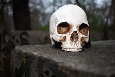 Close-up of human skull 