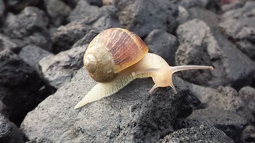 Close-up of snail