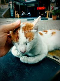 Close-up of hand holding cat