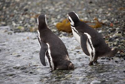 Penguins at strait of magellan
