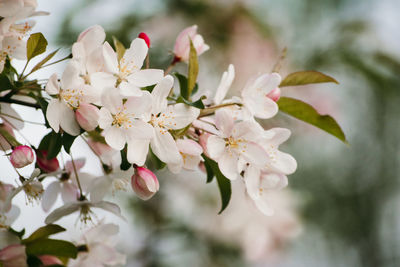 Close-up of pink cherry blossoms in spring