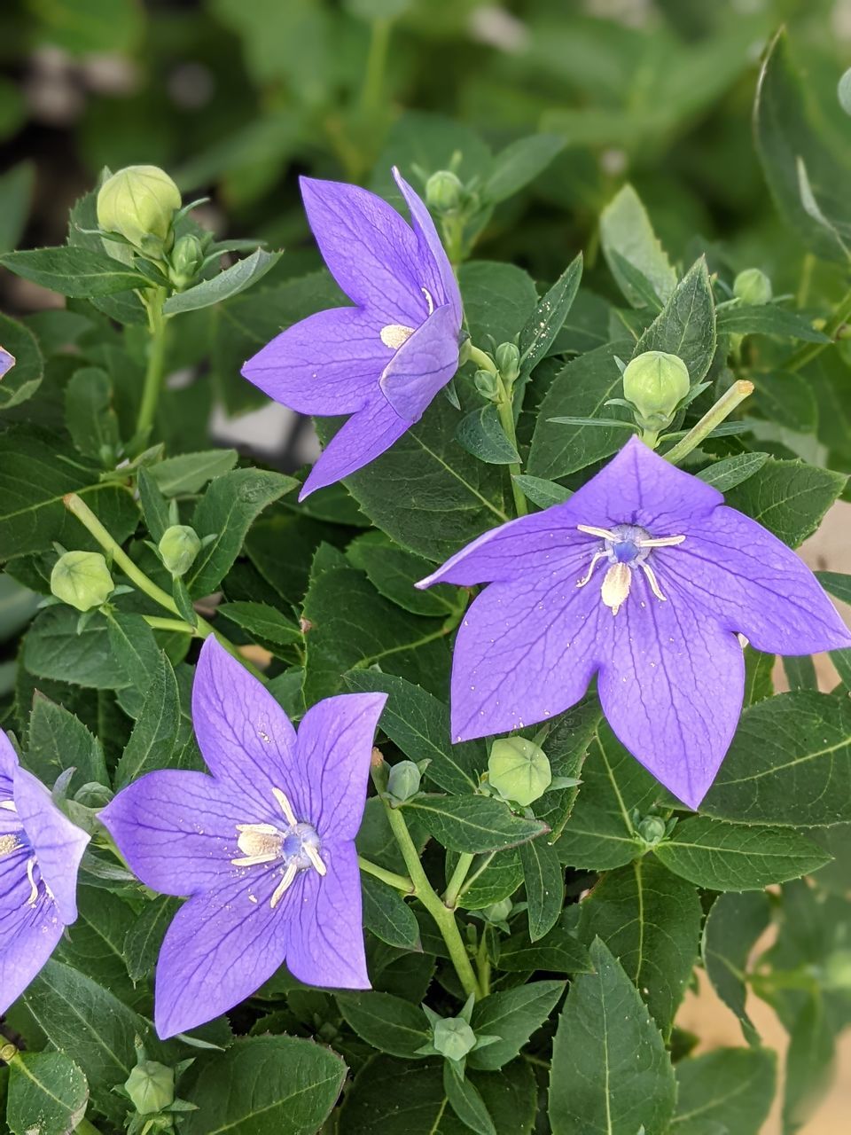 桔梗 Flower Head Flower Leaf Purple Petal Close-up Plant Green Color Blooming