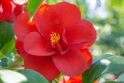 Close-up of red flowering plant