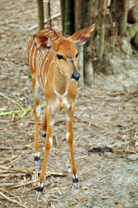 Deer standing on field