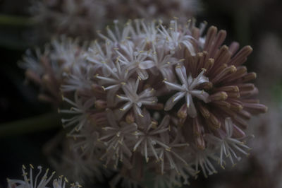 Close-up of flowers against blurred background