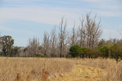 Trees on field against sky