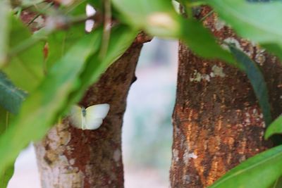 Close-up of lizard on tree trunk