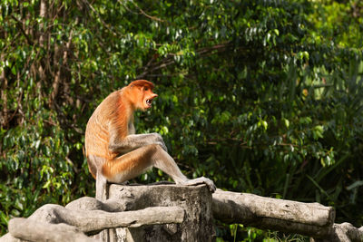 Side view of a monkey on tree in forest