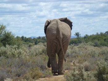 Elephant walking on a land