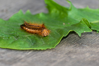 Close-up of insect on leaf