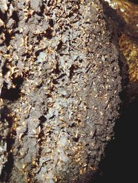Full frame shot of textured surface