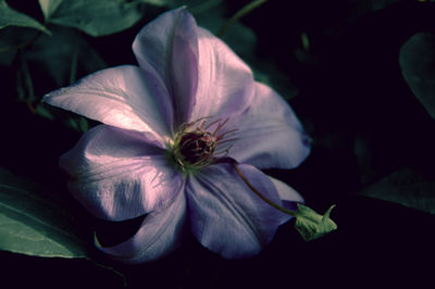 Close-up of flowers