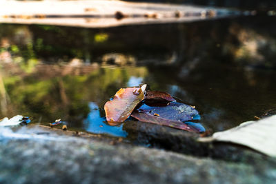 Close-up of damaged leaves in lake