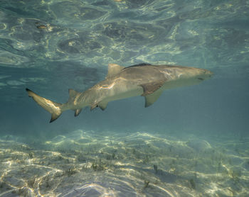 animal wildlife
