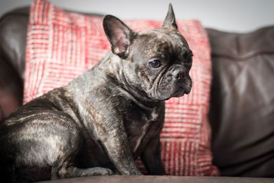 Close-up of dog at home