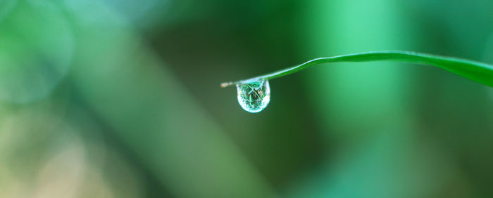 Close-up of water drop on leaf