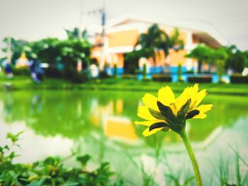 Close-up of yellow flowers