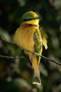 Close-up of bird perching on cable