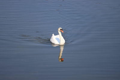 Swan floating on lake