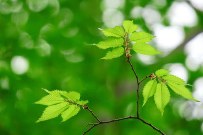 Close-up of plant