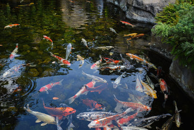 High angle view of koi carps swimming in pond