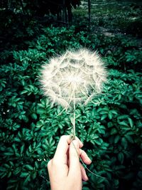 Close-up of hand holding dandelion flower