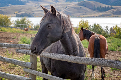 Horse in field