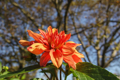 Close-up of red flower against trees