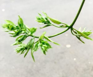 Close-up of plant on table