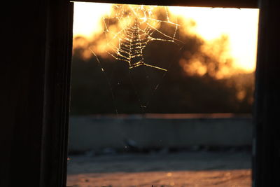Close-up of spider web