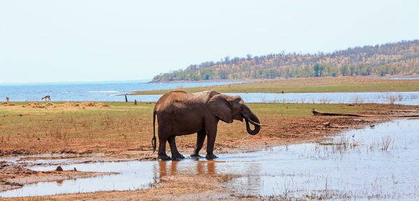 View of elephant in lake against sky